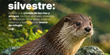 LA MUNICIPALIDAD DE VILLA OCAMPO BRINDA RECOMENDACIONES PARA PROTEGER LA FAUNA SILVESTRE ANTE LA CRECIDA DE LOS RÍOS Y ARROYOS.