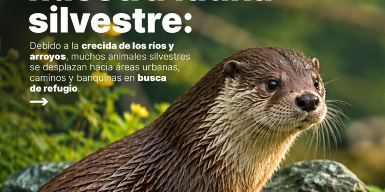 LA MUNICIPALIDAD DE VILLA OCAMPO BRINDA RECOMENDACIONES PARA PROTEGER LA FAUNA SILVESTRE ANTE LA CRECIDA DE LOS RÍOS Y ARROYOS.