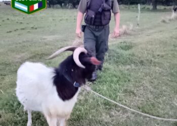 LOS PUMAS DE SECCIÓN N.º 9 – VILLA OCAMPO ESCLARECEN UN HECHO DE ABIGEATO Y RECUPERAN UN CAPRINO EN ZONA RURAL.