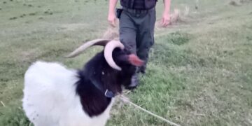 LOS PUMAS DE SECCIÓN N.º 9 – VILLA OCAMPO ESCLARECEN UN HECHO DE ABIGEATO Y RECUPERAN UN CAPRINO EN ZONA RURAL.