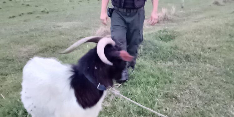 LOS PUMAS DE SECCIÓN N.º 9 – VILLA OCAMPO ESCLARECEN UN HECHO DE ABIGEATO Y RECUPERAN UN CAPRINO EN ZONA RURAL.
