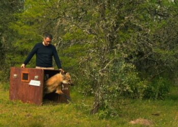 Liberan y devuelven a su hábitat natural el aguará guazú rescatado en el oeste de Rosario.