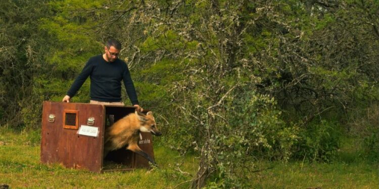 Liberan y devuelven a su hábitat natural el aguará guazú rescatado en el oeste de Rosario.